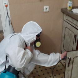 Дезинфекция от муравьев в квартире в Железногорске